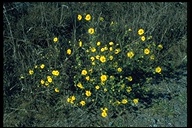 Hemizonia congesta ssp. lutescens