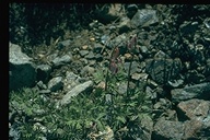 Dicentra pauciflora