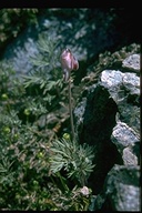 Dicentra pauciflora