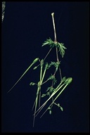 Erodium botrys