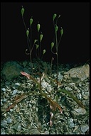 Erythronium californicum