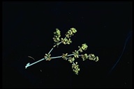 Eriogonum saxatile