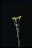 Eriophyllum confertiflorum var. confertiflorum