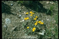 Eriophyllum lanatum var. integrifolium