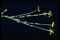 Eriophyllum lanatum var. lanceolatum