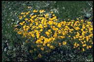 Eriophyllum lanatum var. leucophyllum