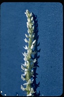 Platanthera dilatata var. leucostachys