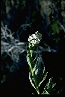 Hackelia californica