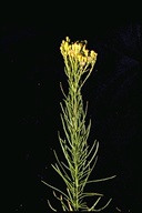 Ericameria arborescens