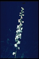 Delphinium hansenii