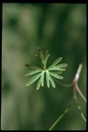 Delphinium nuttallianum