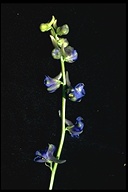 Delphinium uliginosum