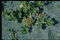 Glehnia littoralis ssp. leiocarpa