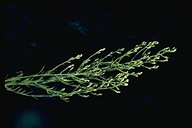 Pseudognaphalium ramosissimum