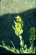 Grayia spinosa
