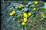 Grindelia stricta var. platyphylla