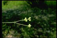 Horkelia californica ssp. dissita