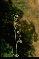 Fritillaria micrantha