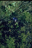 Gentiana affinis