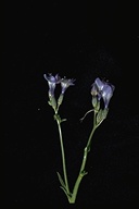 Broad-leafed Gilia