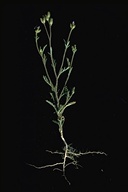 Gilia millefoliata