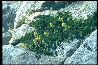 Saxifragopsis fragarioides