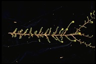 Holocarpha heermannii