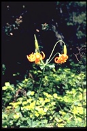 Oregon Lily