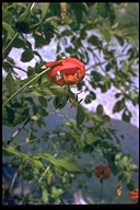 Lilium pardalinum ssp. pardalinum