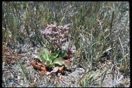 Limonium californicum