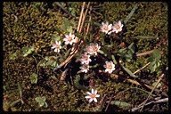 Lewisia pygmaea