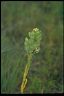 Field Pepperweed