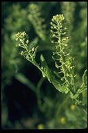 Lepidium heterophyllum