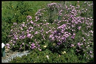 Linanthus californicus