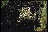 Linanthus pungens