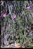 Leptosiphon bicolor