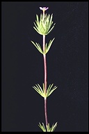 Leptosiphon ciliatus