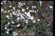 Large-flower Linanthus