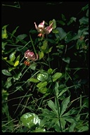 Lilium kelloggii