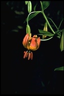 Lilium pardalinum ssp. shastense