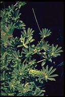 Lupinus microcarpus var. densiflorus