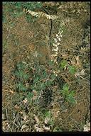 Lupinus albicaulis