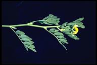 Hosackia oblongifolia var. oblongifolia