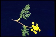 Lomatium utriculatum