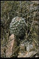 Corkseed Pincushion Cactus
