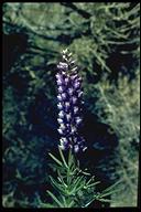 Valley Lupine