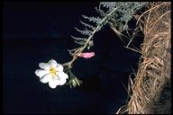 Oenothera deltoides ssp. howellii
