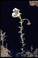 Oenothera deltoides ssp. howellii