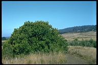 Morella californica