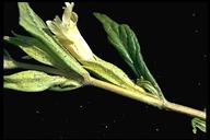 Diplacus longiflorus